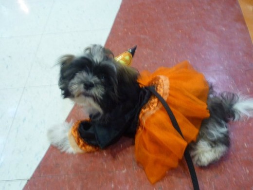 brujita linda 4 mese brujita linda 4 mese